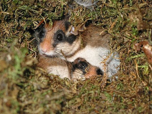 Gartenschläfer im Nest (Foto: Rudi Leitl)